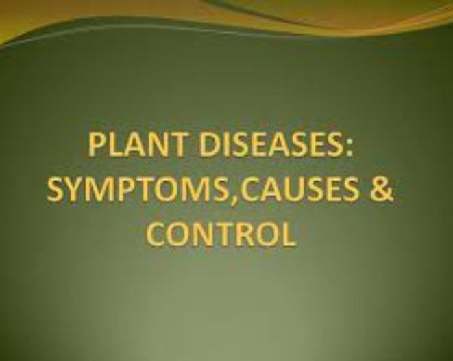 Important plant diseases and disorders