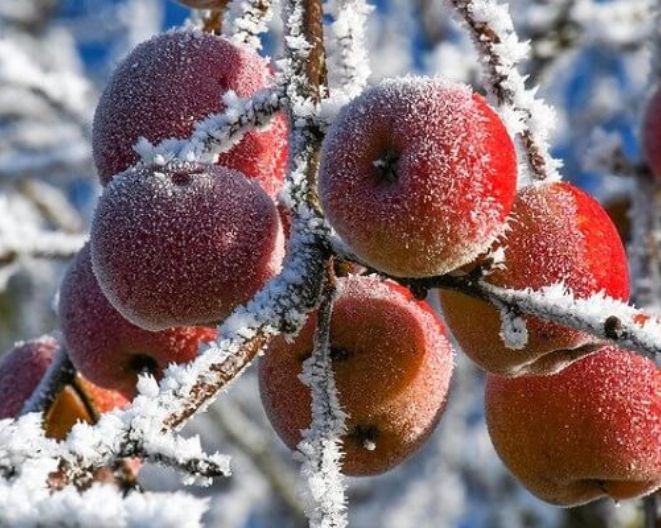 Importance Of Winter: Miracles Of Chill Hours For Plant Soil & Fruit