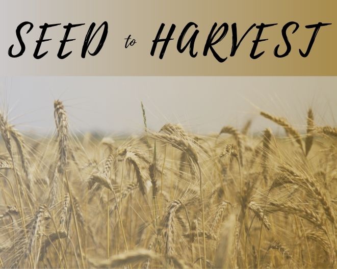 From Seed to Harvest: The Ultimate Journey of Crop Cultivation Revealed!