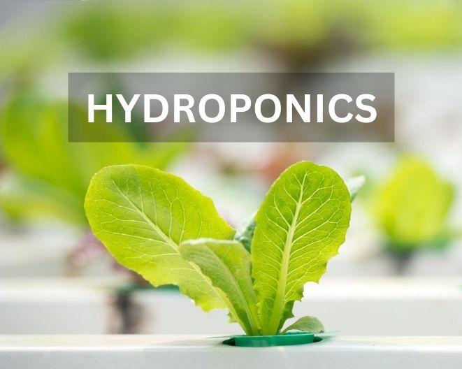 Unleashing Potential: The Vertical Hydroponic Garden Revolution in Commercial Farming