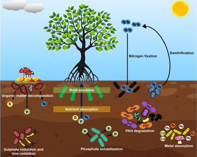 Cultivating Success: Unleashing the Power of Microbes for Bountiful Crops and Thriving Soil