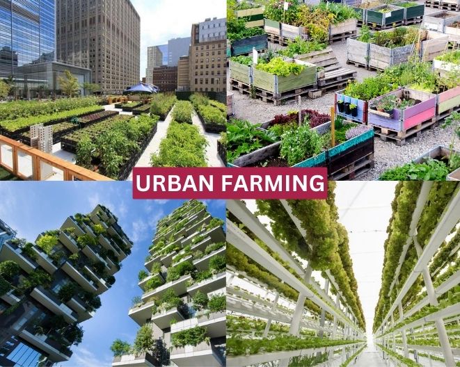 Cultivating Eden: The Urban Farming Revolution in the Concrete Jungle