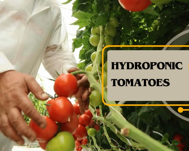 Hydroponic tomatoes