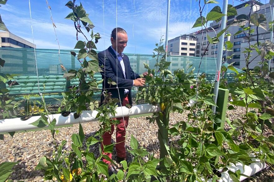 Rooftop hydroponic tomatoes