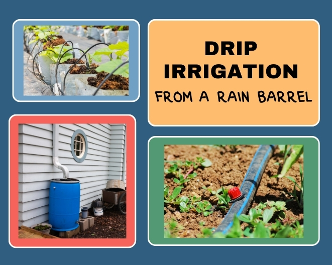 drip irrigation from a rain barrel