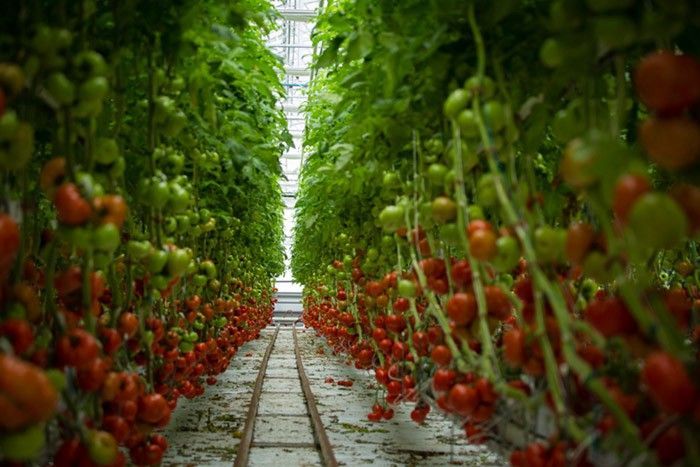 vertical farming