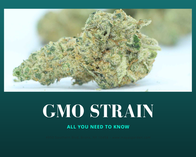 GMO strain