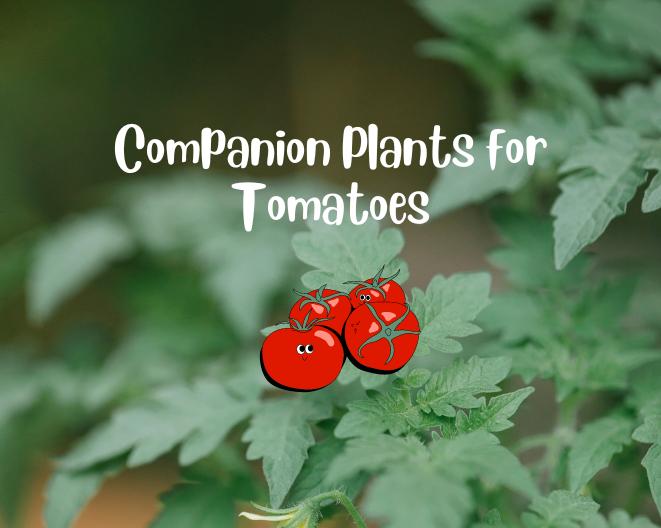 Optimizing Tomato Growth: Exploring Ideal Companion Plants for Tomatoes