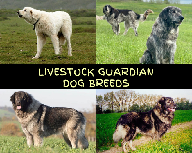 Livestock Guardian Dog Breeds