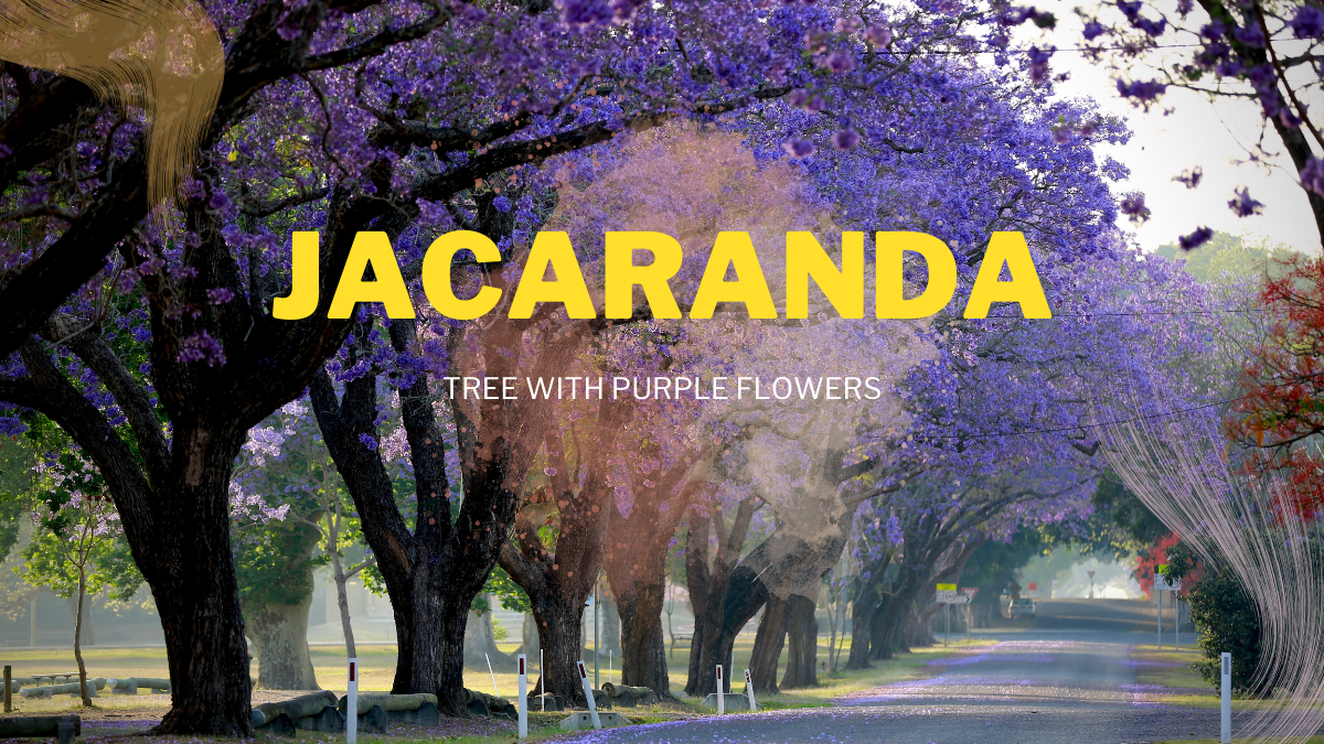 Jacaranda: Stunning Tree with Purple Flowers Transforming US Landscapes