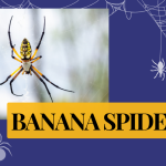 Banana spider