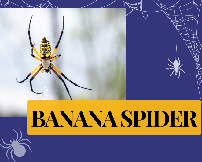 Banana Spider Bites: How Dangerous Are They?