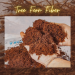 Tree Fern Fiber