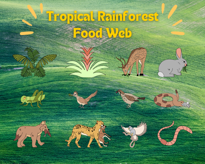 Tropical Rainforest Food Web with 20 Organisms