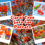 coral tree safe for parrots