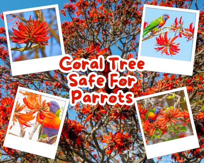 Is Coral Tree Safe for Parrots? Balancing Nature with Pet Safety