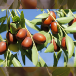 how often to water jujube tree albuquer