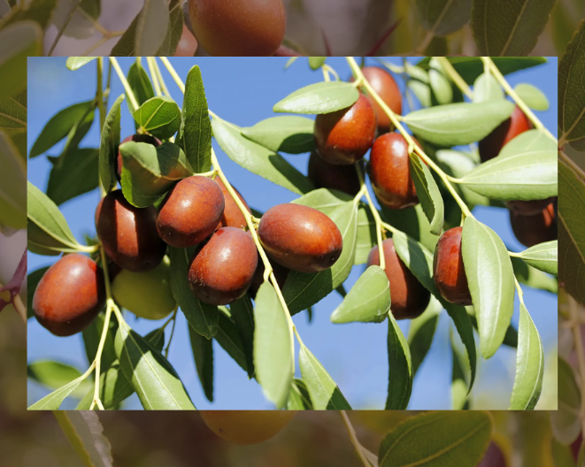 Desert Gardening: How often to water jujube tree Albuquer