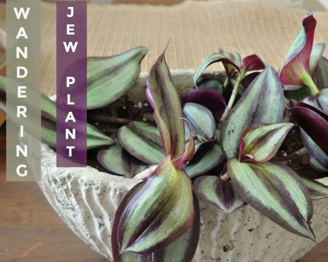 Propagation Made Easy: Growing New Wandering Jew Plants from Cuttings